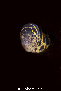 Moray eel, taken in Bonaire 2010. by Robert Polo 